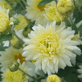 Хризантема корейская сливочно-желтая