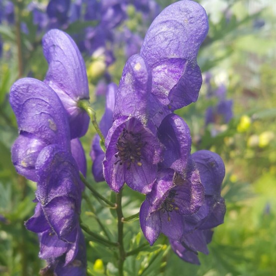 Аконит фиолетовые цветы