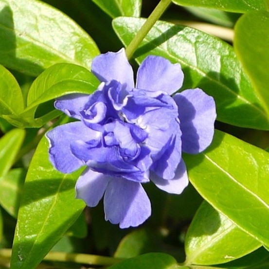 Барвинок голубой махровый цветок
