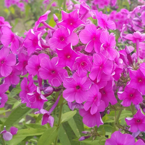Флокс метельчатый малиново-фиолетовый