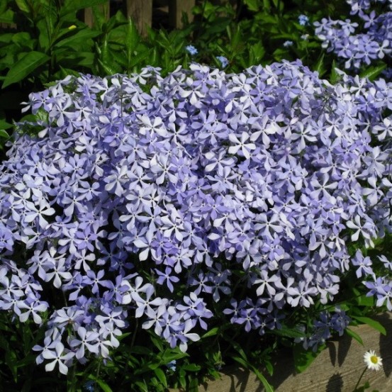 Флокс растопыренный голубые цветы