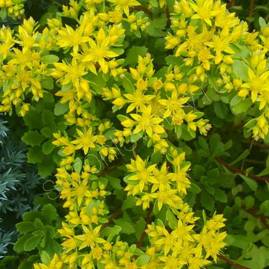 Очиток камчатский желтые цветы