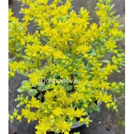 Очиток камчатский желтые цветы