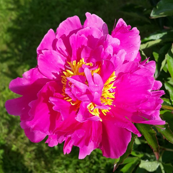 Пион травянистый розовый с желтыми тычинками