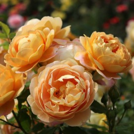 Роза английская GOLDEN CELEBRATION (большой куст)